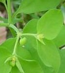 petty spurge clears most common type of skin cancer